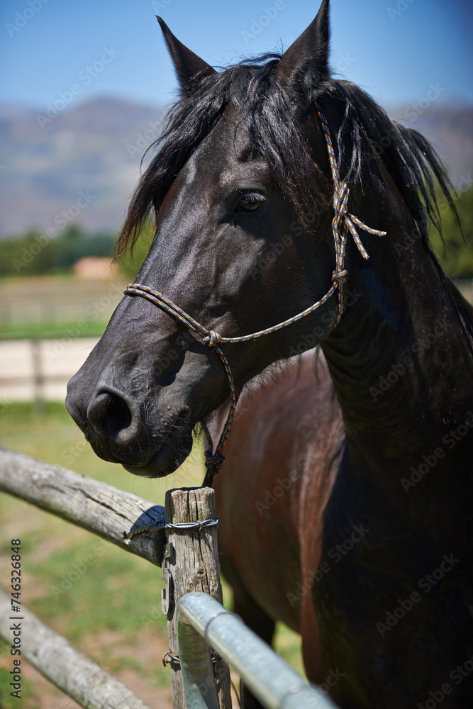 Obraz premium Horse, farm and ranch in countryside, summer and in equestrian harness. Mare, stallion and pet in stable meadow or pen for sunshine, outdoor exercise and healthy animal for dressage or sport riding