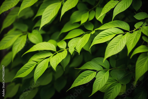 Abstract green leaves background