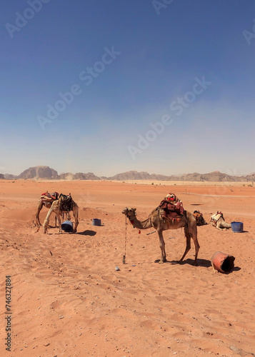 camels in the desert. the fascinating arid and desert landscape of Wadi Rum, Jordan © Bookaroo68