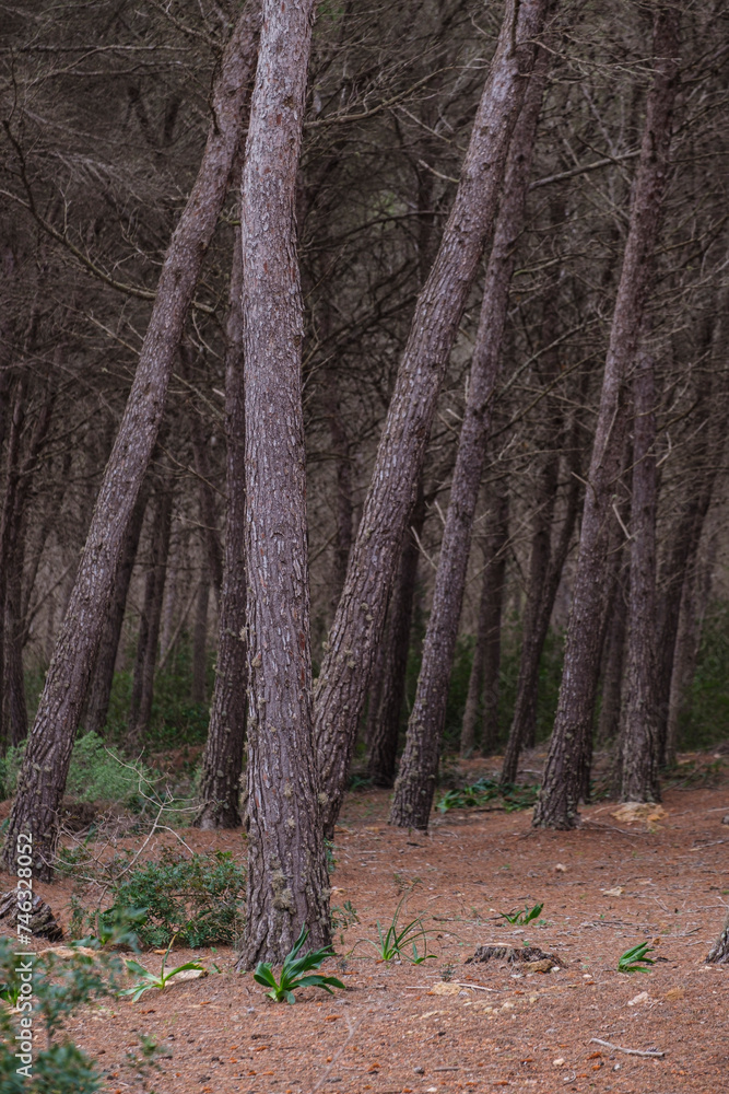 Fototapeta premium La Mola forest, Formentera, Pitiusas Islands, Balearic Community, Spain
