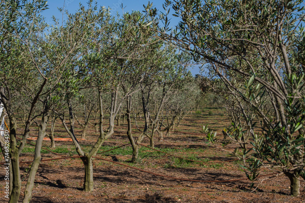 olive grove of Marcos Ribas, Formentera, Pitiusas Islands, Balearic Community, Spain olive grove of Marcos Ribas, Formentera, Pitiusas Islands, Balearic Community, Spain