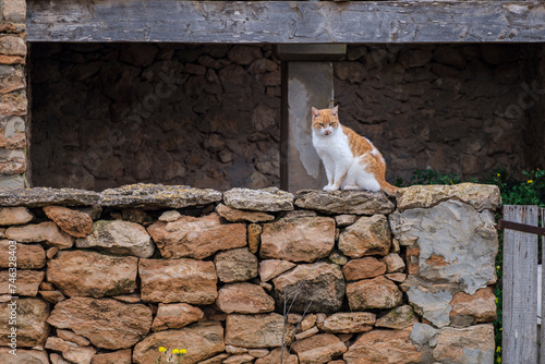 cat on the wall, green route Cala Saona, Formentera, Pitiusas Islands, Balearic Community, Spain photo