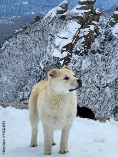 white puppy on the snow in the mountains.  homeless animals.  wild dog