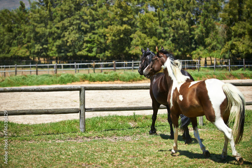 Nature, ranch and horses in field with trees, sunshine and natural landscape with freedom. Farming, fence and equestrian animals on grass in countryside with wellness, power or wildlife conservation © Arcurs Corp/peopleimages.com
