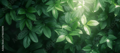 Close-up of fresh green leaves bathed in soft sunlight, highlighting details and textures in a natural setting.