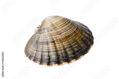 Fresh Ocean Clam on Transparent Background, PNG