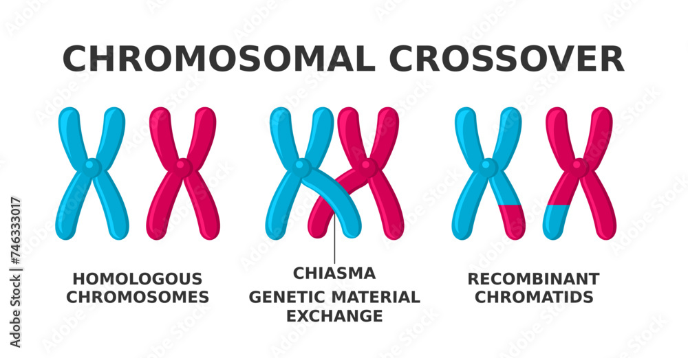 Chromosomal crossover. Exchange of material during meiosis