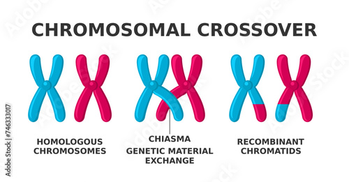 Chromosomal crossover. Exchange of genetic material during meiosis. Crossing over between two homologous chromosomes' non-sister chromatids accounts for genetic variation. Vector illustration.  photo