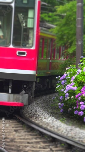 アジサイ咲く箱根登山鉄道　神奈川県