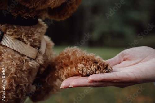 Closeup of dog paw in owners hand. Support,love to animals