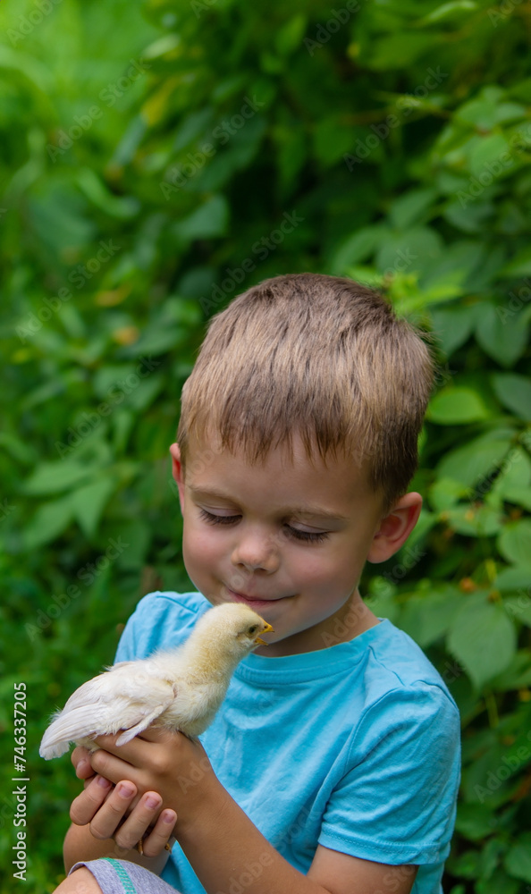A child is holding a chicken in his hands. A boy is holding a chicken. A child is holding a chicken in his hands. A boy is holding a chicken.