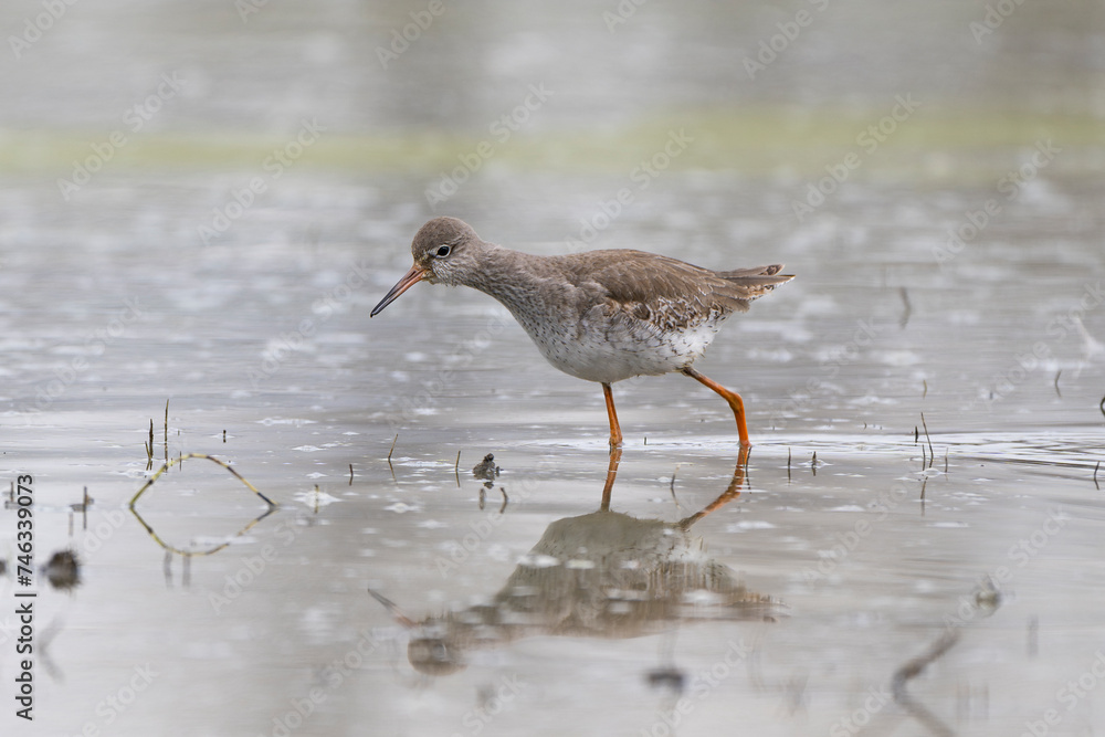 Common redshank or redshank (Tringa totanus), adult in winter plumage, Eurasian wader in the large family Scolopacidae at nature reserve of the Isonzo river mouth, Isola della Cona, Italy. Common redshank or redshank (Tringa totanus), adult in winter plumage, Eurasian wader in the large family Scolopacidae at nature reserve of the Isonzo river mouth, Isola della Cona, Italy.