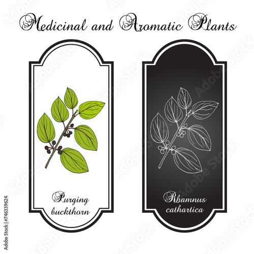 European, or purging buckthorn (Rhamnus cathartica), medicinal plant