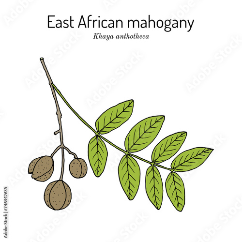 East African mahogany, or nyasaland (Khaya anthotheca), medicinal plant