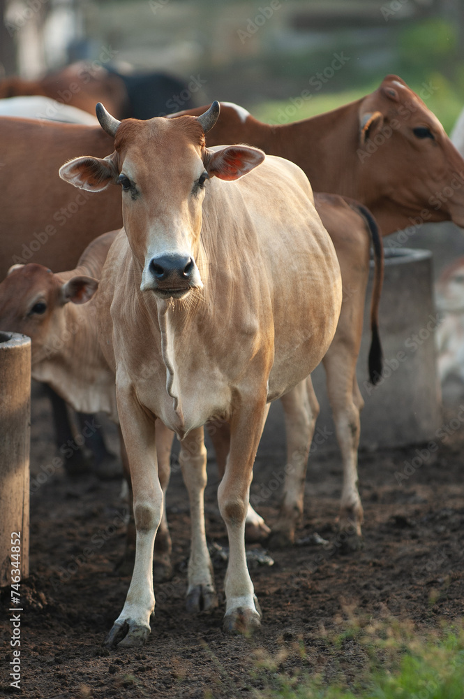 Brown cows in the farm/field.