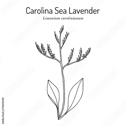 Carolina sealavender (Limonium carolinianum), medicinal plant