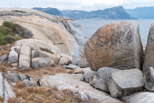 Colony of spectacled , African penguins on Boulders Beach near Cape Town .	