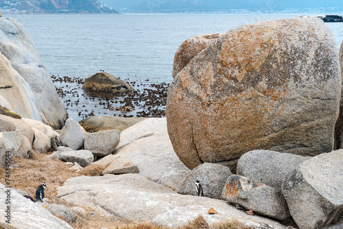 Colony of spectacled , African penguins on Boulders Beach near Cape Town .	