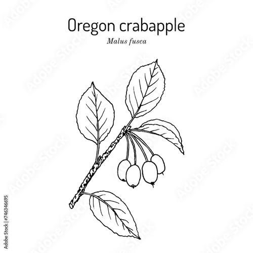 Oregon crabapple (Malus fusca), edible and medicinal plant