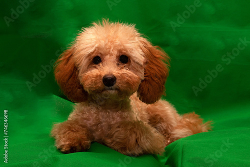 Poodle breed dog on a green background