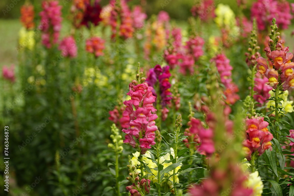 Close-up of Snapdragons flowers in the garden Close-up of Snapdragons flowers in the garden