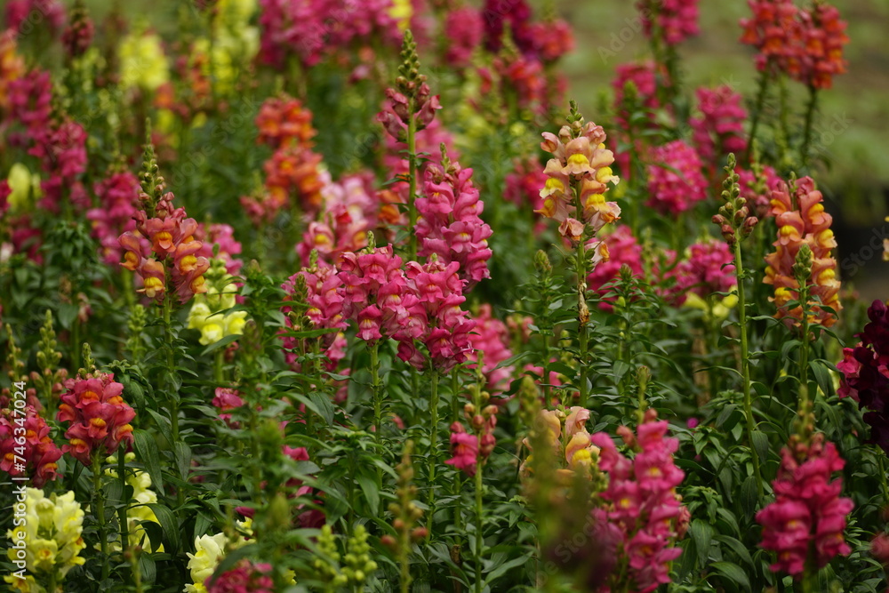 Close-up of Snapdragons flowers in the garden Close-up of Snapdragons flowers in the garden