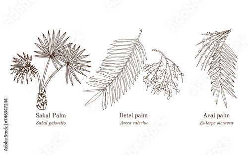 Collection of edible and medicinal plants