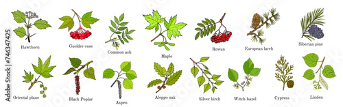Set of different tree branches