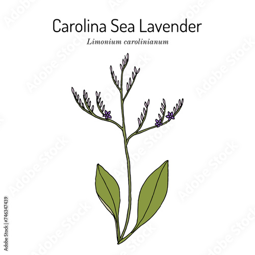 Carolina sealavender (Limonium carolinianum), medicinal plant