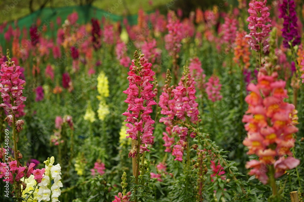 Close-up of Snapdragons flowers in the garden Close-up of Snapdragons flowers in the garden