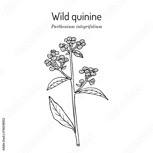 Wild quinine, or American feverfew (Parthenium integrifolium), medicinal plant. Hand drawn vector illustration
