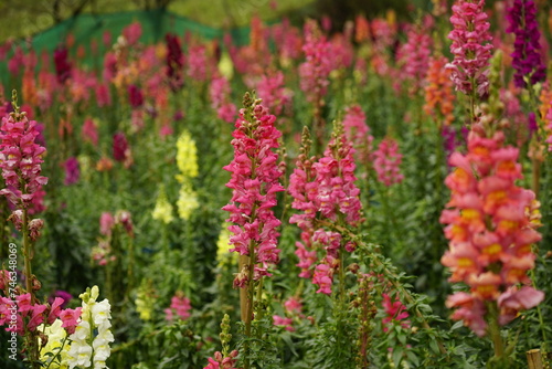 Close-up of Snapdragons flowers in the garden © Nguyen Thi Nhu Quynh