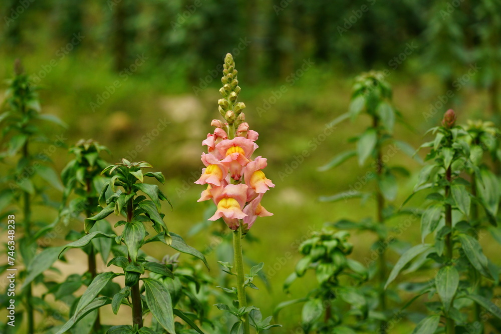 Close-up of Snapdragons flowers in the garden Close-up of Snapdragons flowers in the garden