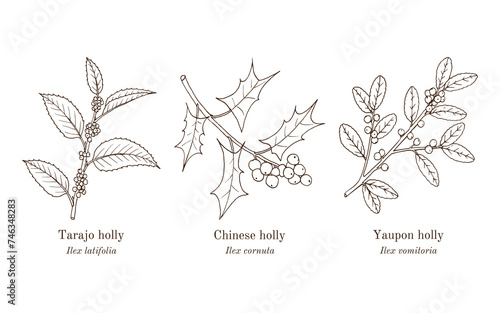 Collection of edible and medicinal plants