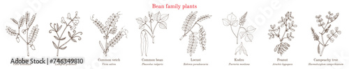 Bean family plants. (Fabaceae, Leguminosae or Papilionaceae).