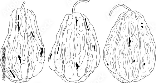 Chayote, Mexican cucumber vector line illustration isolated on white background. Organic healthy nutrient super food vegan ingredient	
