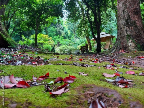 park, nature,trees