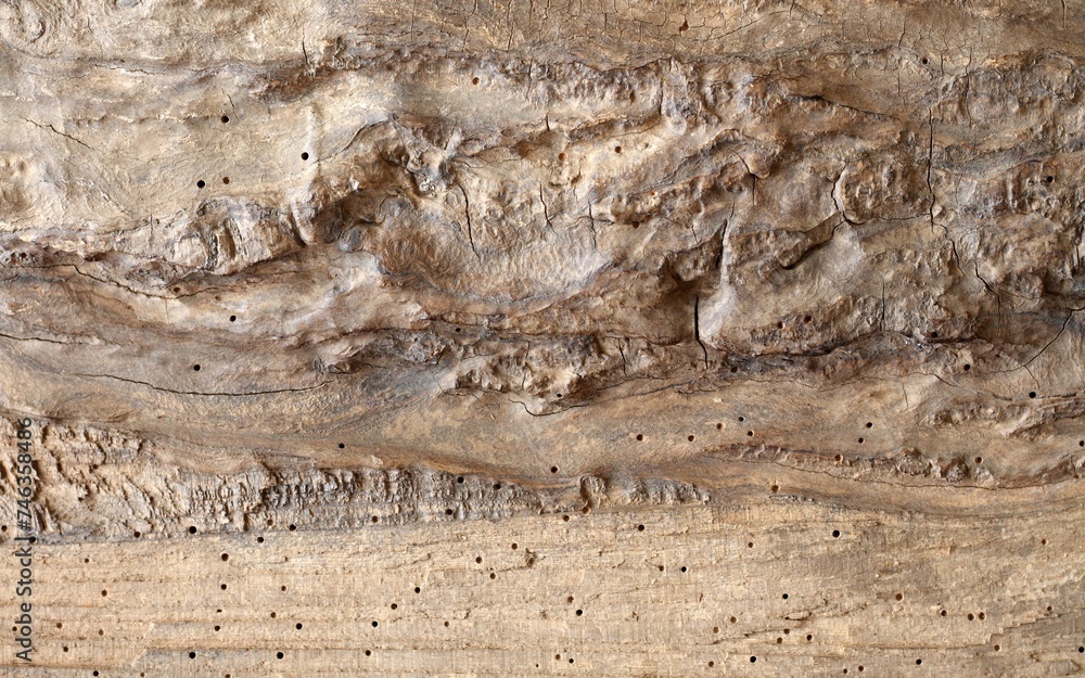 Part of very old tree trunk with holes made by woodworm. Light brown wood good for  background in rustic style.