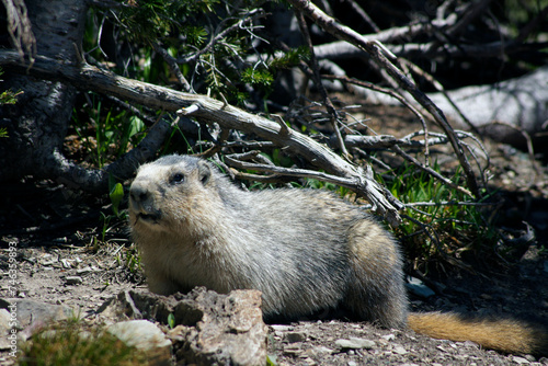 Groundhog  Glacier National Park  Montana  United States