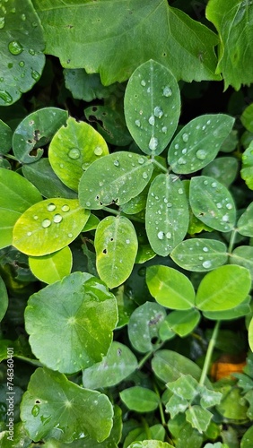Water drop on green leaf. Rainy season in forest