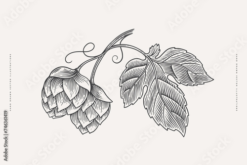 Hand-drawn branch of hops in engraving style. Two cones and a leaf of hops on a light background. For design and decoration. Vintage botanical isolated illustration.