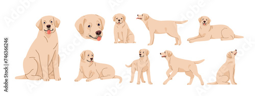 Labrador retriever in sitting, lying, standing poses set. Cute purebred dog, puppy of lab breed. Canine animal, pet in different positions. Flat vector illustrations isolated on white background
