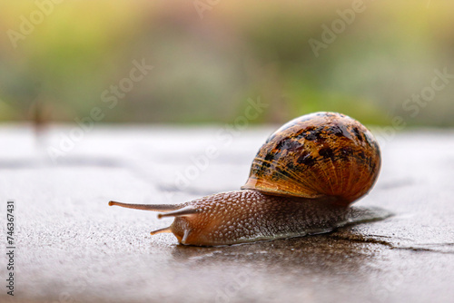 Snail crawls along a rough surface. Close up. Gastropods with an external spotted brown black shell. Animal background. Malacology, zoology, study of soft-bodied or molluscs photo
