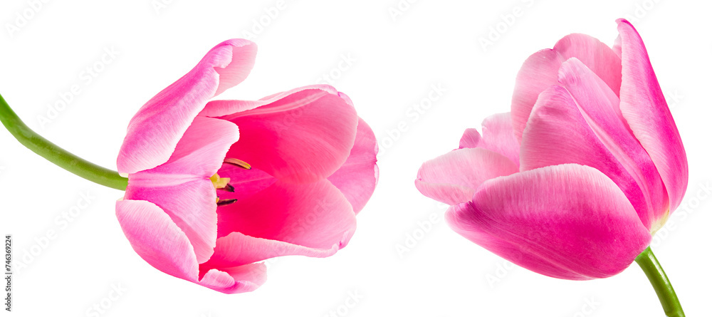 custom made wallpaper toronto digitalpink tulip isolated on white background. clipping path
