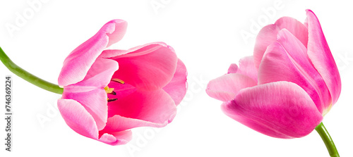 pink tulip isolated on white background. clipping path