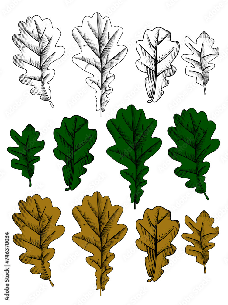 Set of black and white, green and brown oak leaves in vintage engraving