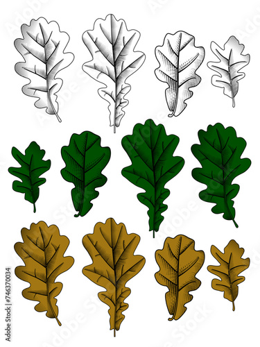 Set of black and white, green and brown oak leaves in vintage engraving stylized drawing isolated on white. Vector illustration