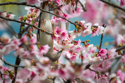Chestnut-tailed Starling bird perched in cherry blossom tree and eating nectar