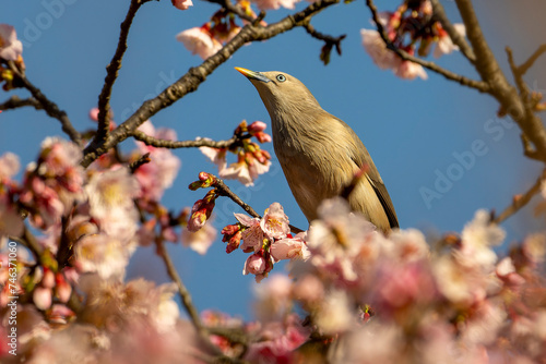 Chestnut-tailed Starling bird perched in cherry blossom tree and eating nectar photo