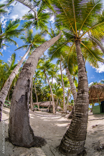 Paradise beach in the caribbean with wood house in the tropical world in dominican republic